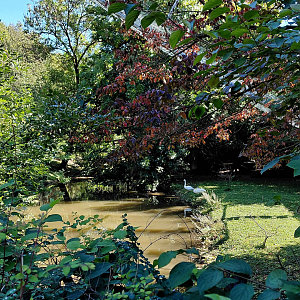 Bewick's swan exhibit