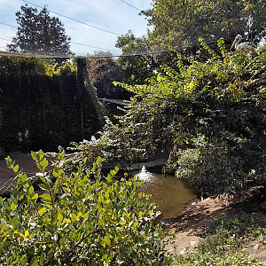 Asian lagoon walk in aviary