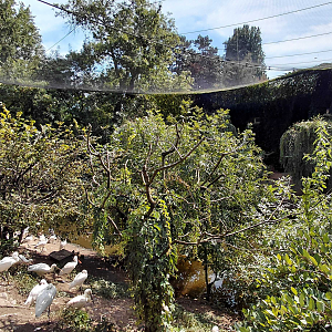 Asian lagoon walk in aviary