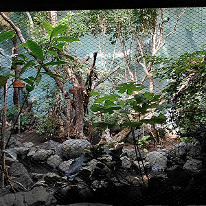 Rákos' house - Philippine aviary