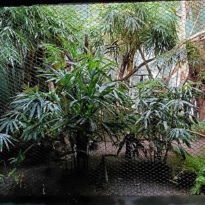 Rákos' house - New Guinea aviary