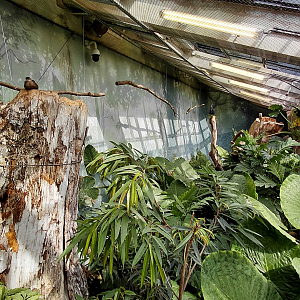 Rákos' house - New Guinea walkthrough exhibit