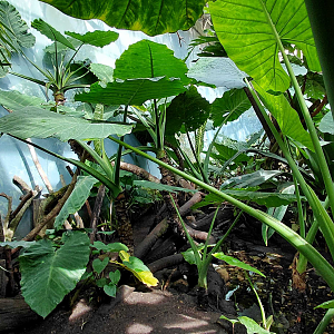 Rákos' house - New Guinea walkthrough exhibit