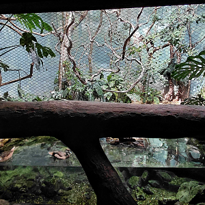 Rákos' house - Jamaica aviary