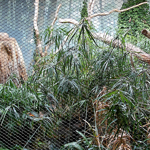 Rákos' house - Pantanal aviary