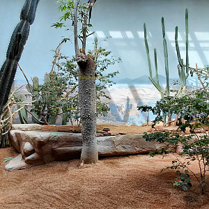 Rákos' house - Caatinga aviary