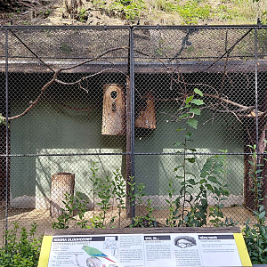 Slender-billed parakeet exhibit