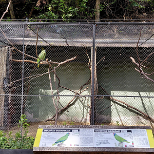 Amazon parrot exhibit