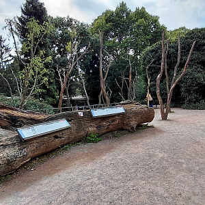 Ring-tailed lemur walkthrough exhibit