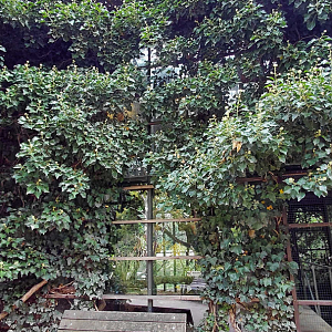 Ring-tailed lemur exhibit