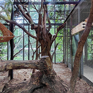 Ring-tailed lemur indoor exhibit