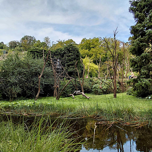 Ring-tailed lemur outdoor exhibit
