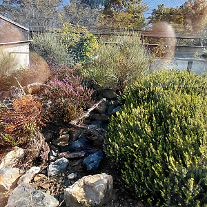 Zakázanka - Sand lizard + smooth snake exhibit