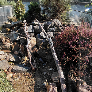 Zakázanka - European common adder exhibit