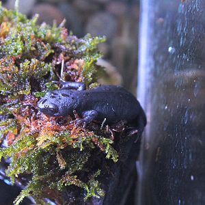 Fire-belly newt (Hypselotriton orientalis 'orientalis') - Private facility