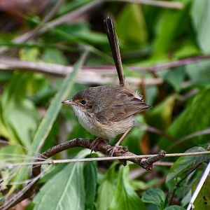 Red-backed Fairywren