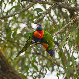 Rainbow Lorikeets