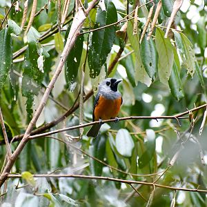Black-faced Monarch