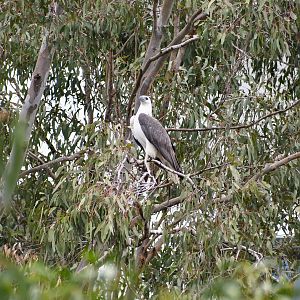 White-bellied Sea-Eagle