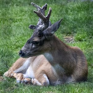 Sitka Blacktail Buck
