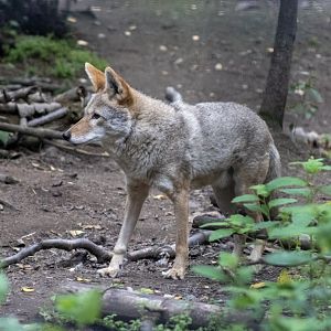 Coyote