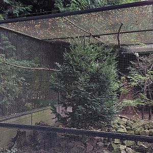 Pheasantry - Bali myna exhibit