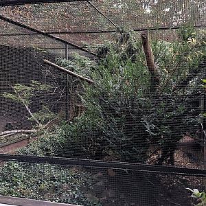 Pheasantry - Green magpie + Fireback exhibit