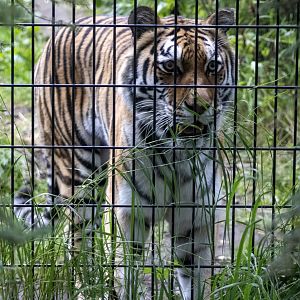 Amur Tiger