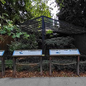 Pheasantry - Pheasant exhibits