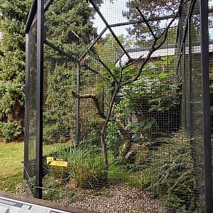 Pheasantry - Ibis exhibit