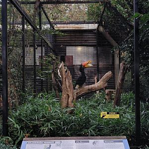 Pheasantry - Hornbill exhibit