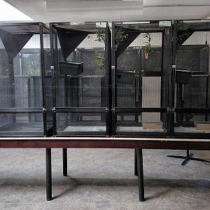 Lord Howe Island stick insect exhibit