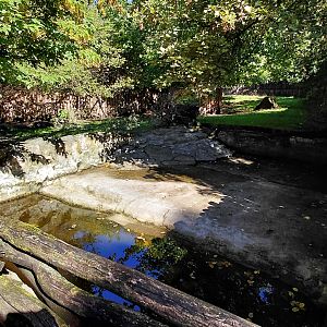 South American tapir exhibit