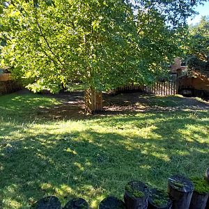 South American tapir exhibit
