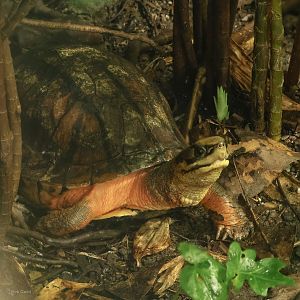 Golden coin turtle : Chester Zoo : 06 Sep 2025