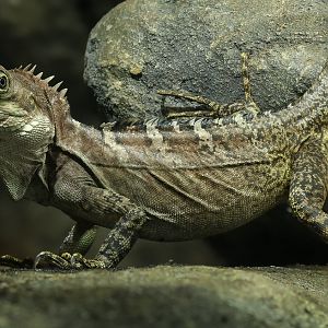 Gariau forest dragon : Chester Zoo : 06 Sep 2025