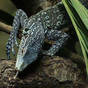 Blue tree monitor : Chester Zoo : 06 Sep 2025