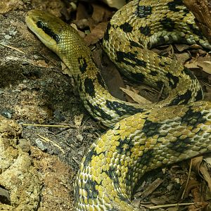 Taiwan beauty snake : Chester Zoo : 06 Sep 2025