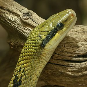 Taiwan beauty snake : Chester Zoo : 06 Sep 2025