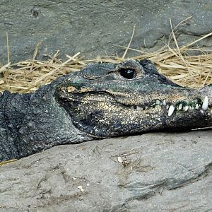 West African Dwarf Crocodile (Osteolaemus tetraspis) September 13, 2025