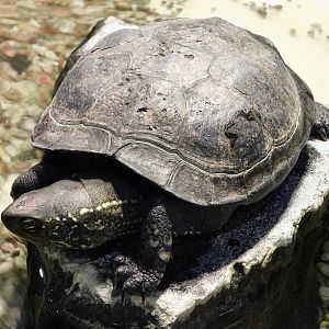 Chinese Pond Turtle (Mauremys reevesii) September 13, 2025