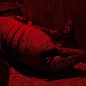 Six-Banded Armadillo (Euphractus sexcinctus) September 13, 2025