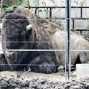 American Bison (Bison bison) September 13, 2025