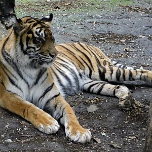 Sumatran Tiger (Panthera tigris sumatrae) September 13, 2025