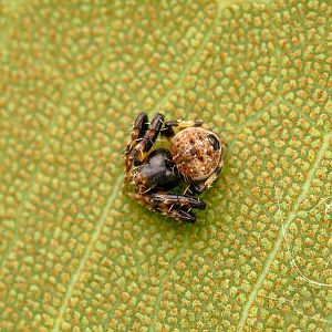 Small Round Orbweaver Araneus rotundulus
