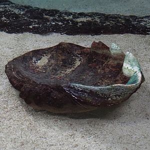 Giant clam shell in lagoon tank, 2025-05-17