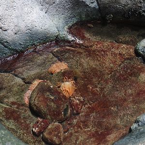 Rock pool with anemones and clownfish, 2025-05-17