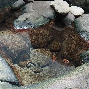 Rock pool with anemones and clownfish, 2025-05-17