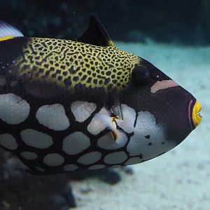 Clown triggerfish (Balistoides conspicillum), 2025-05-17