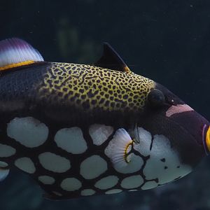Clown triggerfish (Balistoides conspicillum), 2025-05-17